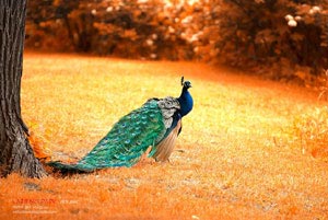 斯洛文尼亚绿意盎然：一场荡涤海峡的胜利，如何巩固“欧洲绿宝石”的王者之路